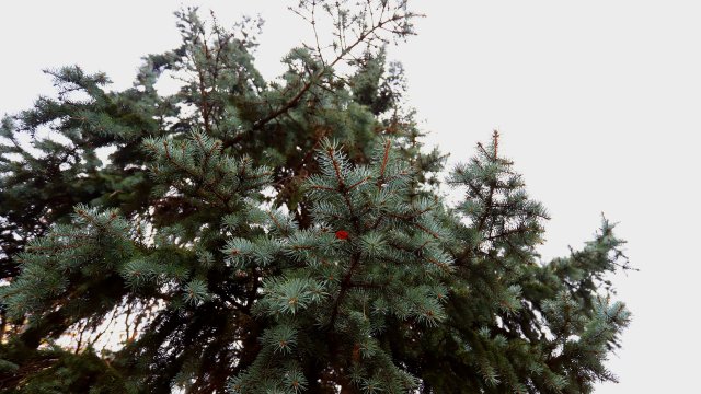 Преди обяд на места в северозападната половина от страната а