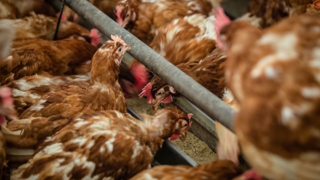 Обречени сме на фалит ако не получим помощ от държавната