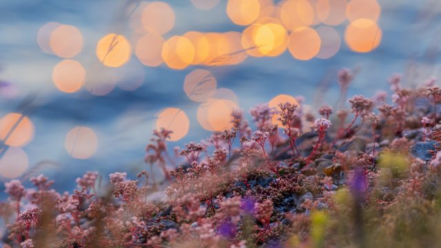 Макар билковите лекарства често да са подценявани и смятани за