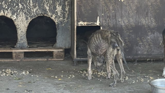 Кучетата имат проблеми с нас, или ние с кучетата? В