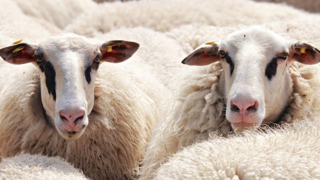 Във вилната зона в  Враца се развъждат овце които са