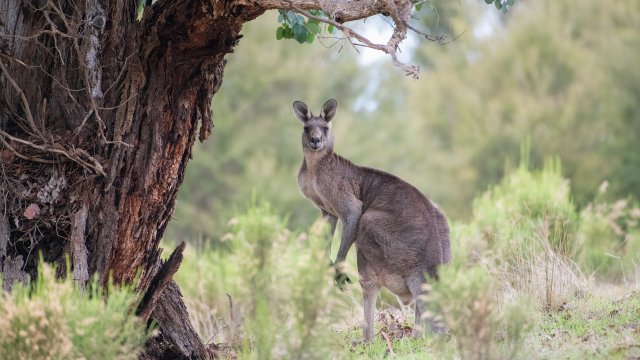 Австралиец почина след като бе атакуван от кенгуру което държал