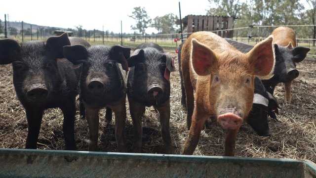 Китай потвърждава дългосрочната си цел да бъде почти изцяло независим