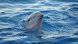 Учените с ново откритие за делфините Бозайниците нарочно предизвикват отровна
