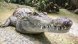 Алигатор плува спокойно в частен басейн в дом във Флорида