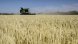 Зърнопроизводители заплашват с протести, заради вноса на евтини пшеница и