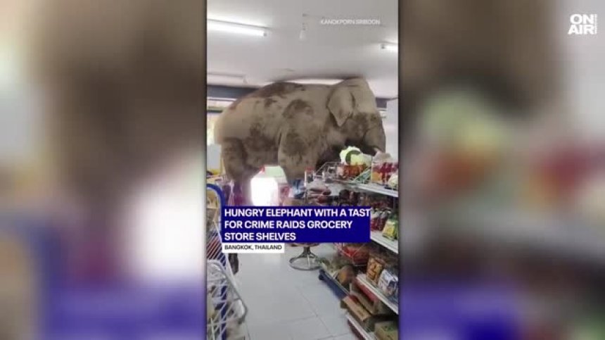 Гладен слон си "пазарува" лакомства от магазин в Тайланд (+ВИДЕО)