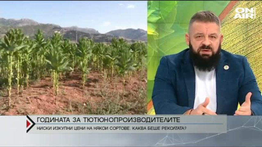 Тютюнопроизводители отказват да реализират част от реколтата си