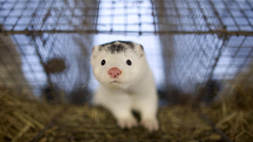 Норки са заразени с Ковид-19, организации зоват да се спре търговията с кожа