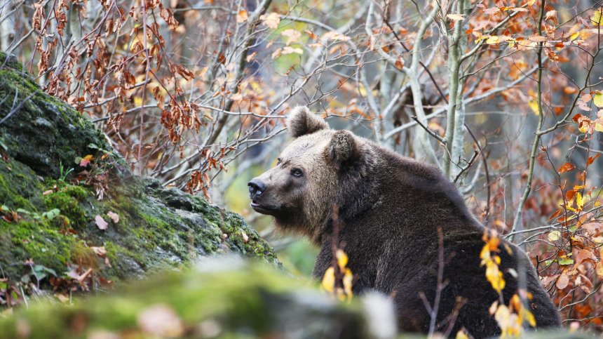 Мечките във Великотърновско нанесли щети за хиляди левове