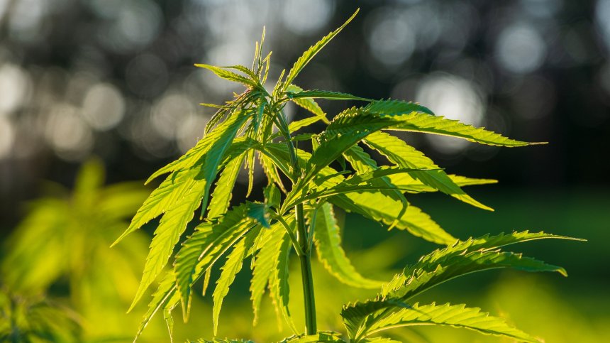 Откриха нива с канабис в с. Поибрене