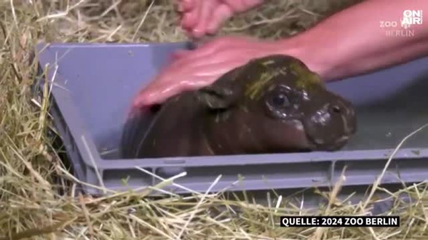 Звездата на зоопарка в Берлин напуска Германия