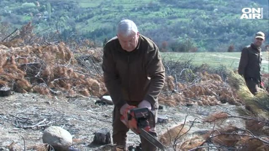 След ужасния пожар в Кресна, започна залесяването на нова гора
