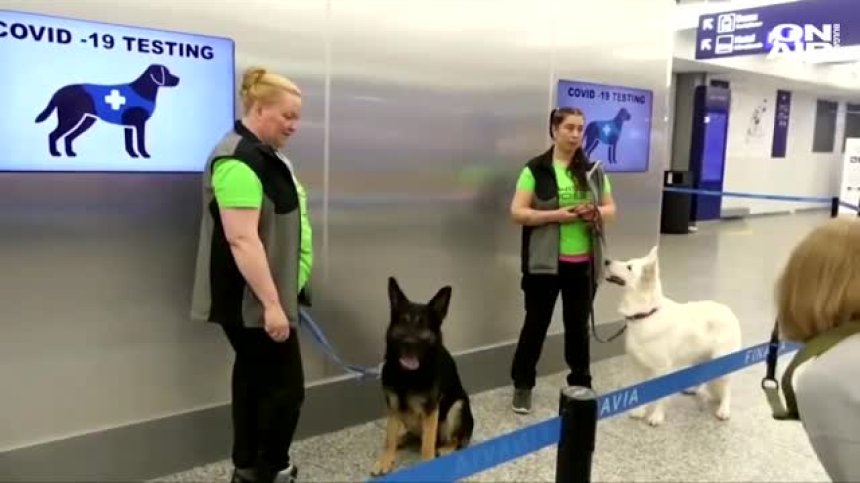 Кучета ще откриват коронавирус на летище в Хелзинки