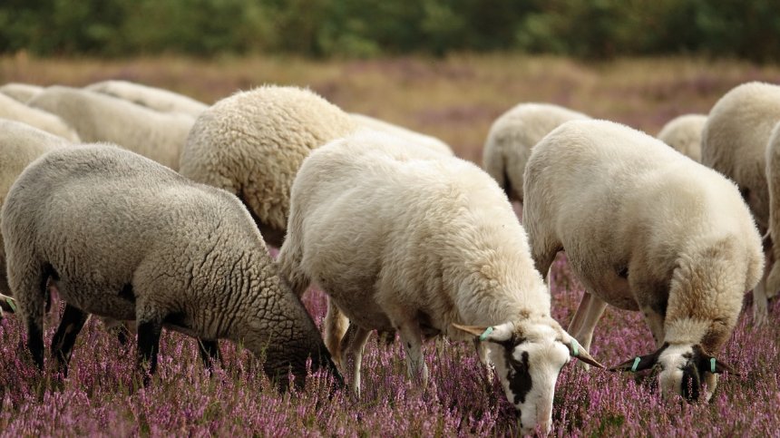 Откриха ново огнище на шарка по овцете в Кърджалийско