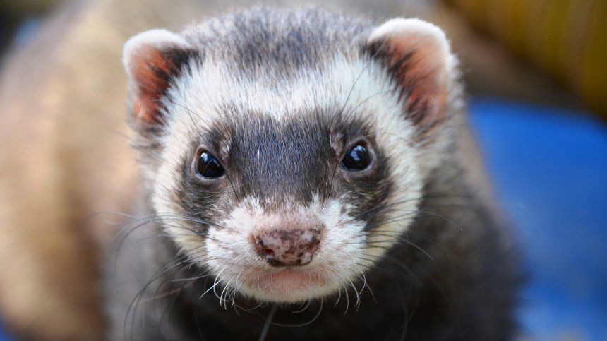 Революционно: За първи път клонираха животно от застрашен вид в САЩ (СНИМКА)