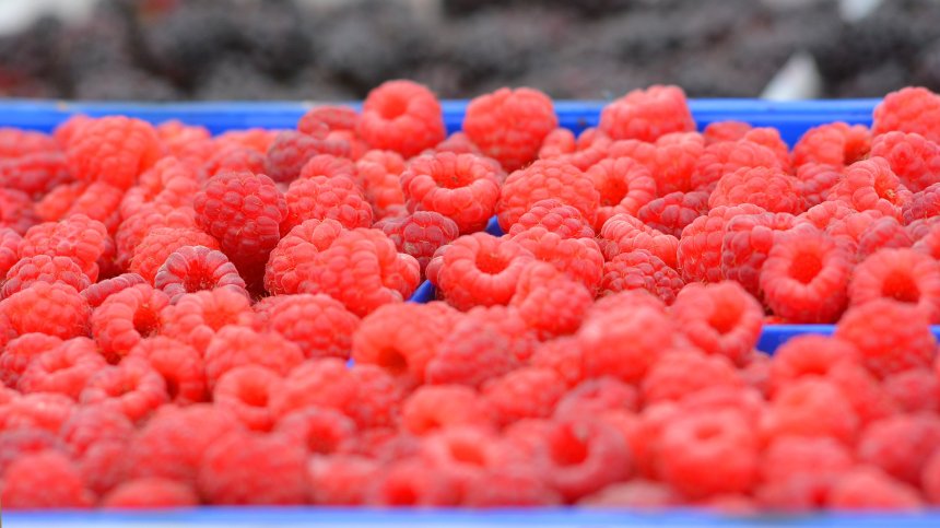 За 100 грама вместо за килограм: Търговци ни мамят с цените на къпини и малини