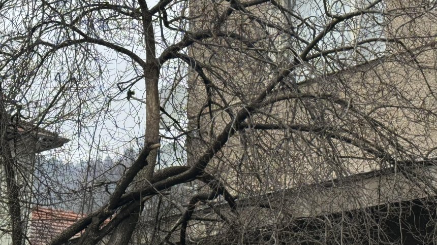 В тежко състояние остава удареният от клон мъж в Сливен