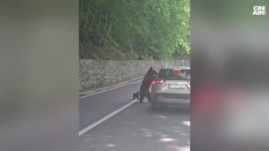 Мечка нападна българин в Румъния, опериран е по спешност (ВИДЕО)