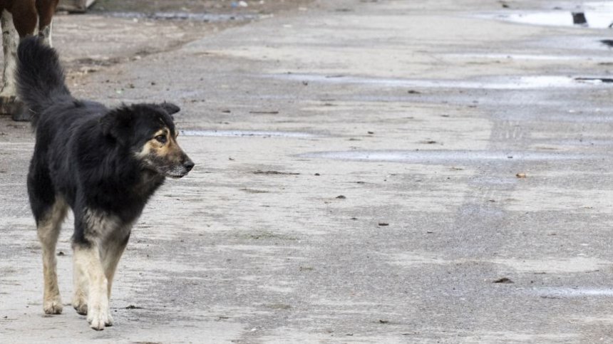 В Helpbook зачестиха сигналите за нахапани от кучета
