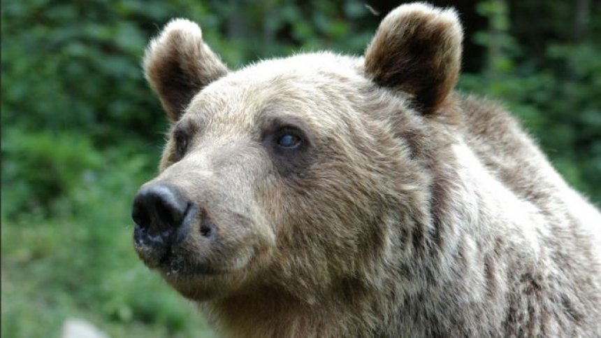 Популацията на мечките се е увеличила, шетат интензивно в Смолянско