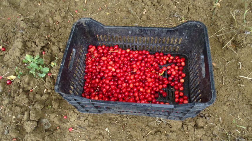 Търговците вдигат цената на черешите с 2-3 лв., вносът им подбива родното производство