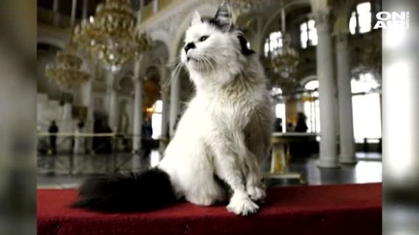 3 000 евро завеща френски меценат на котките в Ермитажа (ВИДЕО)