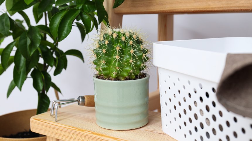 Растенията, които носят лош късмет в дома