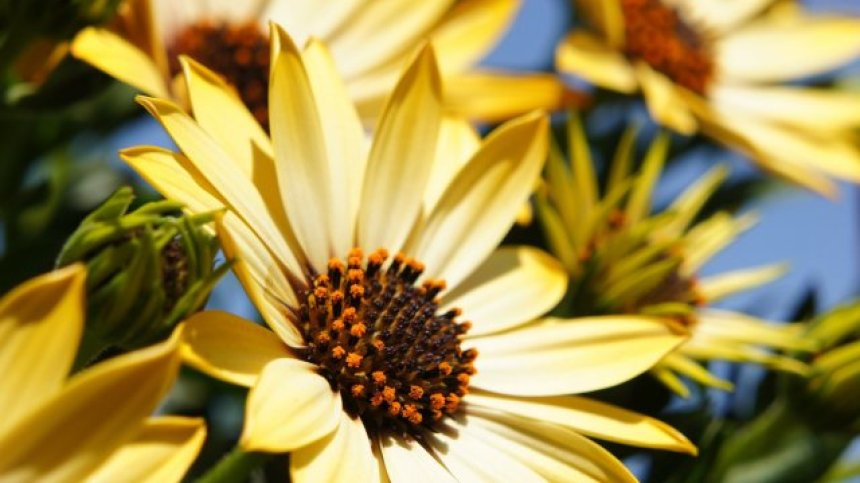 Слънчева събота, живакът скача до 33 градуса