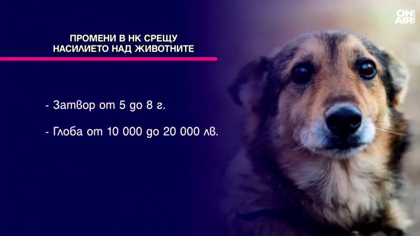 Обявиха новите по-строги мерки срещу насилниците на животни