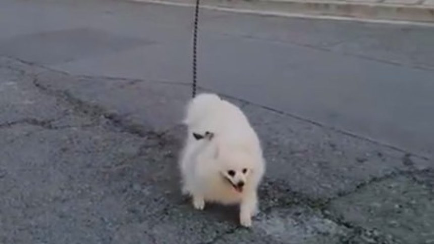 По време на карантина: Жител на Кипър разходи кучето си с дрон (+ВИДЕО)