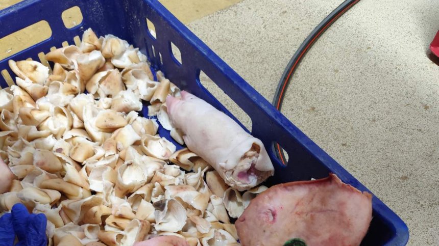 БАБХ унищожава над 3,5 тона опасни месни продукти в Дулово