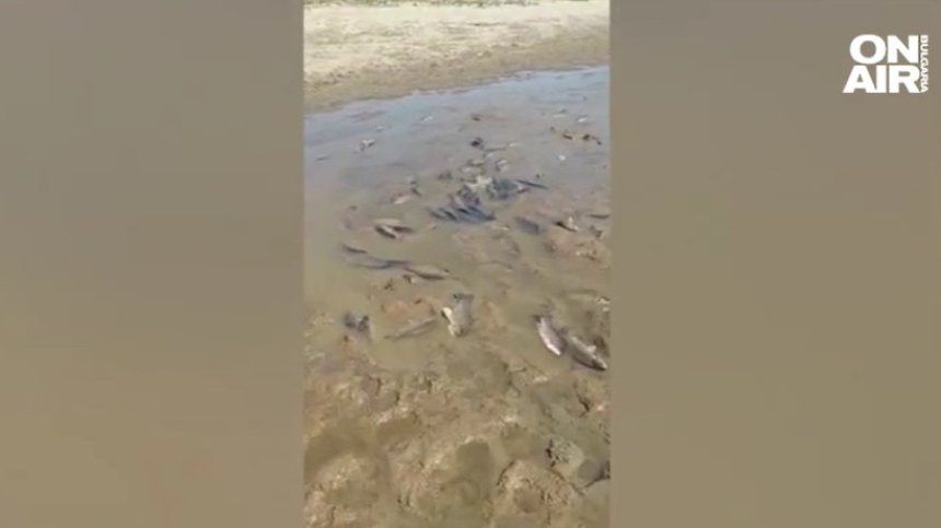 Опасност от екокатастрофа в язовир "Ивайловград", хората се опитват да спасят рибата