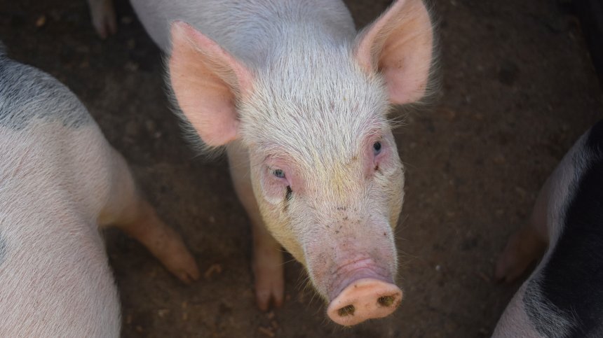 Мъж живя 171 дни след трансплантиран черен дроб от прасе