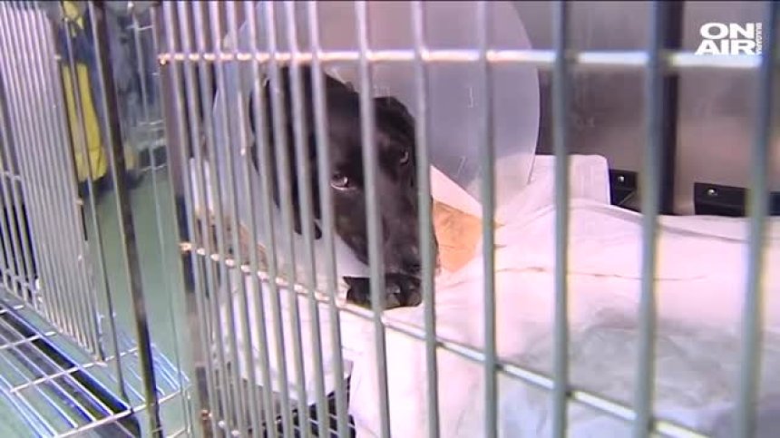 Спасиха пребито куче в Ямболско, има желаещи да го осиновят