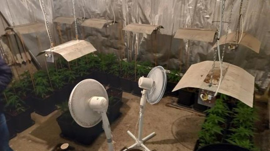 Разбиха наркооранжерия в софийско село (+СНИМКИ)