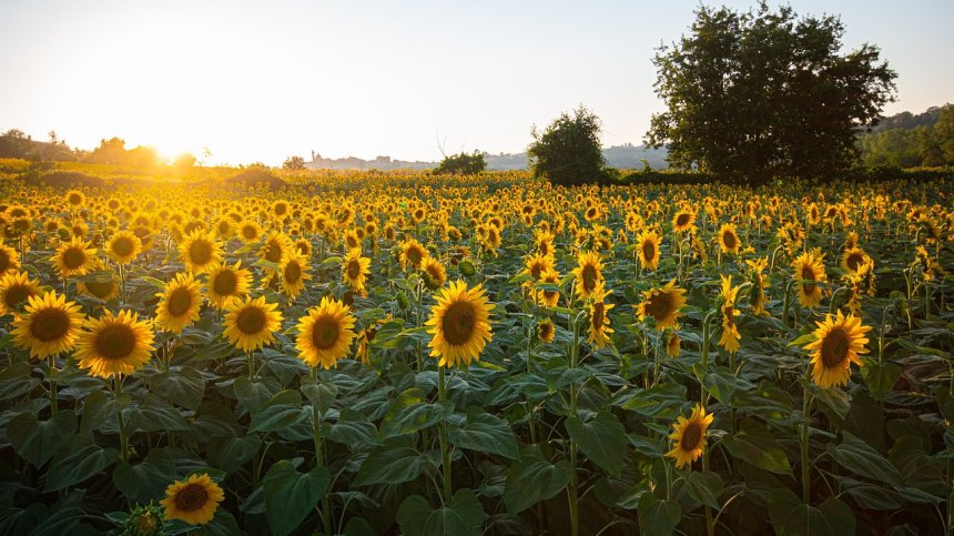 Предимно слънчева неделя с температури до 32°