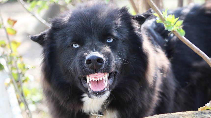 С тежки разкъсвания по главата: Куче едва не уби 4-годишно дете във Велинград