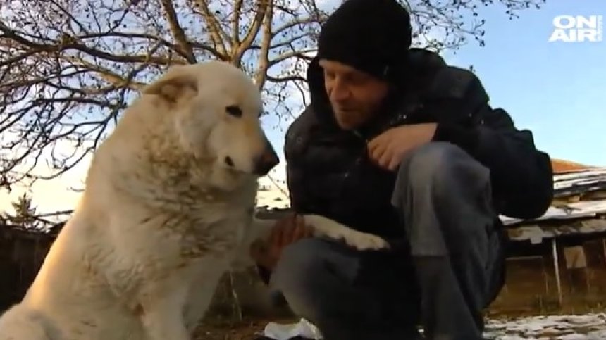 История с щастлив край: Намушканото с нож куче си намери стопани