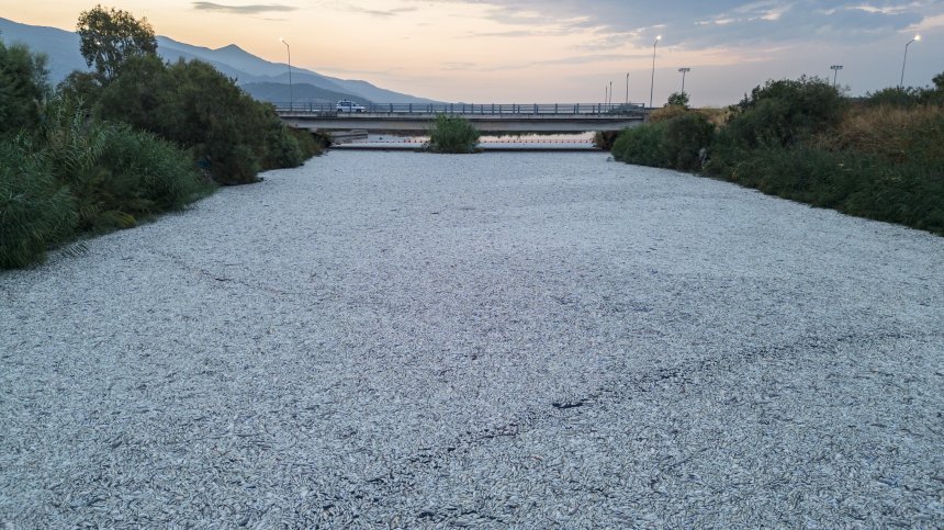 Къде отидоха извадените 270 тона мъртва риба от Волос