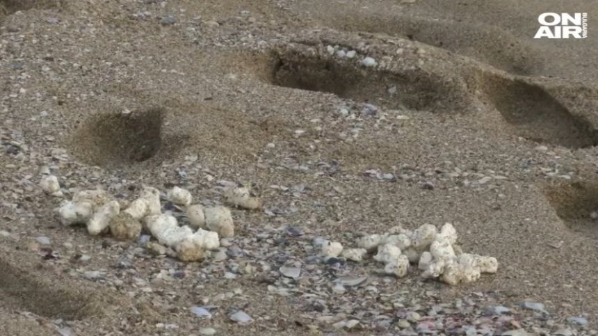 Топчетата палмово масло - изхвърлени от кораб извън българските води?