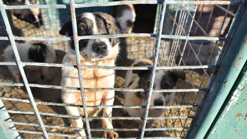 Около 4 000 кучета са осиновени за година, повечето са изведени в чужбина