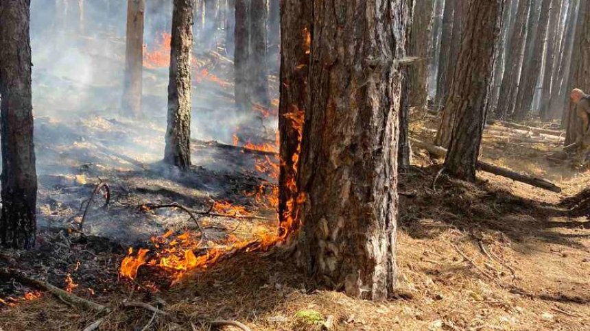 Шести ден продължава борбата с пожара в Родопите над Югово