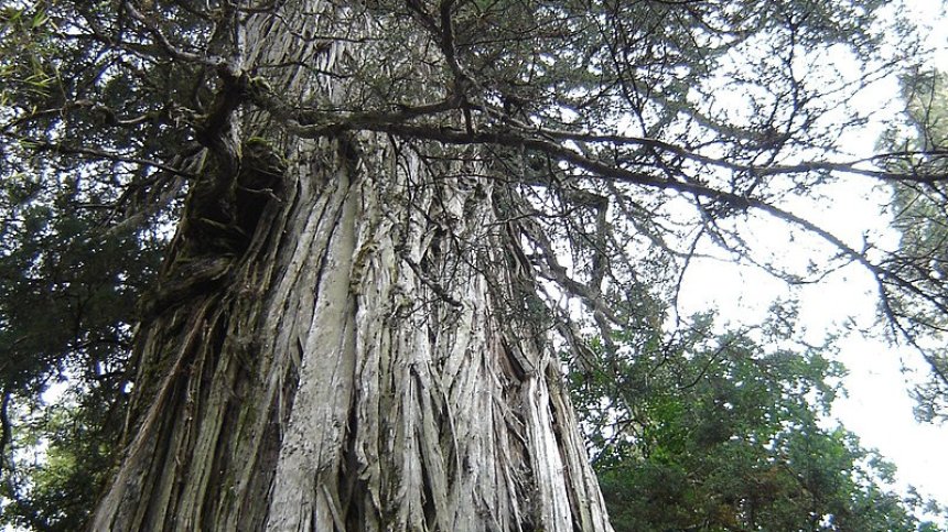 Най-старото дърво на планетата се намира в Чили, то е на 5000 години