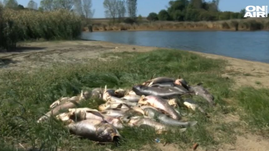 В стотиците мъртви риби край Черноморец - високи нива на амониев азот