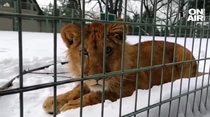 Малко лъвче на име Симба е спасено от обстрел в Харков