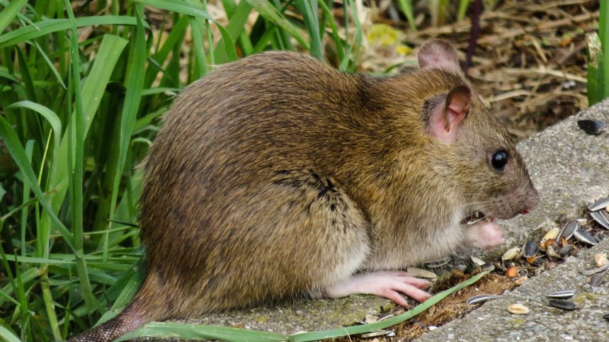 Толкова страшно никога не е било: Нашествие от плъхове в Ню Йорк, под легла и в тоалетни