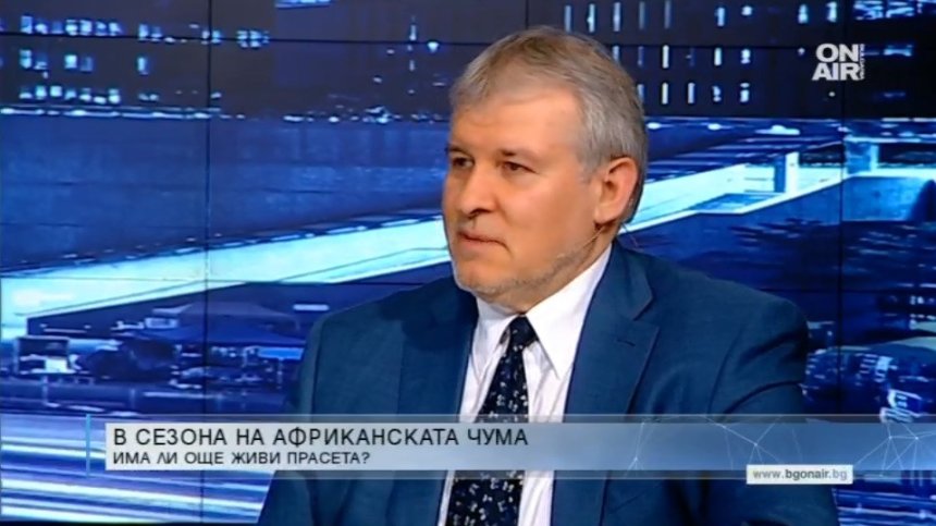 Кризата с африканската чума по свинете - овладяна!? Какви ще са загубите за България?