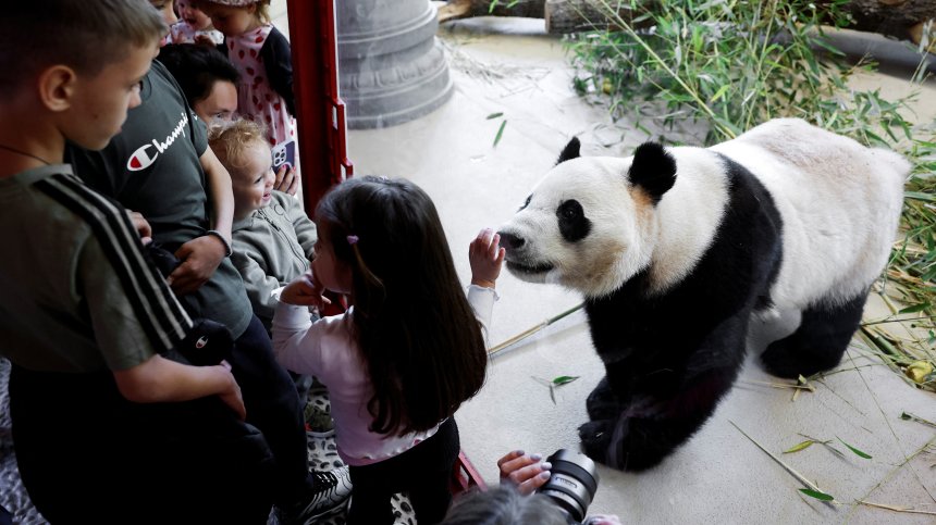 Виенският зоопарк "Шьонбрун" посрещна две нови панди от Китай