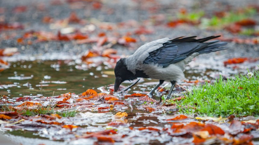 НИМХ обяви жълт код за валежи и силен вятър за вторник
